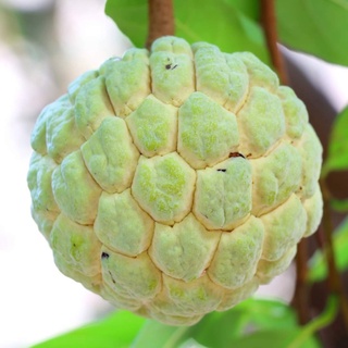 Cây giống mãng cầu na