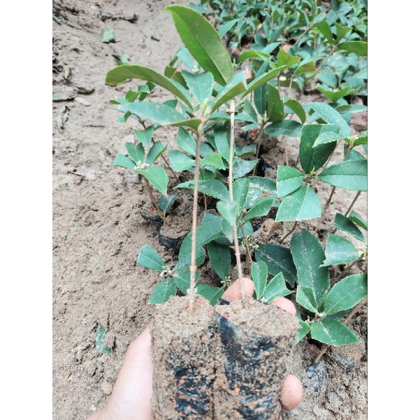 CÂY MỘC TA GIỐNG CAO 25CM
