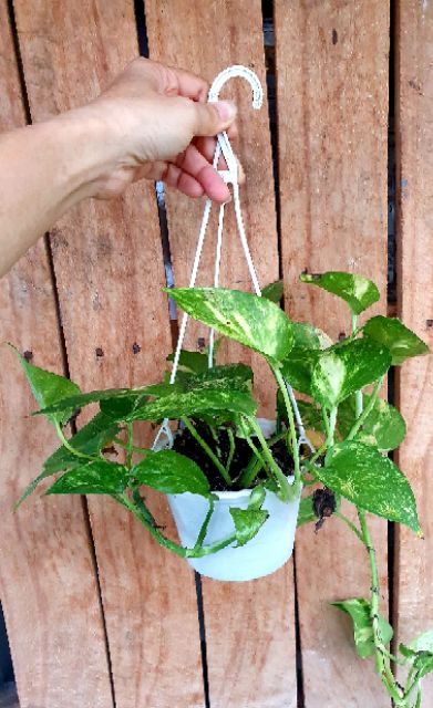 Trầu bà nhiều loại để KỆ NHÀ TẮM được