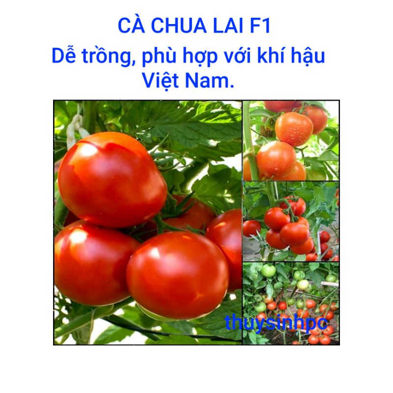 Hạt Giống Cà Chua Lai F1- Giống Cho Năng Xuất Cao Sinh Trưởng Khỏe thumbnail