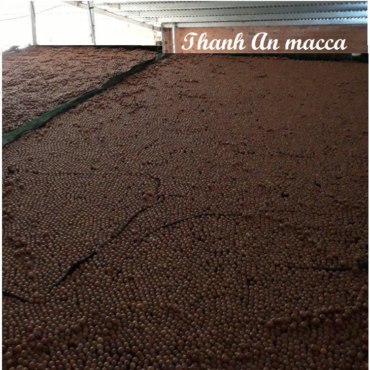 Thanh An Macca Sạch 500gr Size Nhỏ, Sấy Nứt Vỏ Lâm Đồng, Macadamia Kèm Lẫy | BigBuy360 - bigbuy360.vn