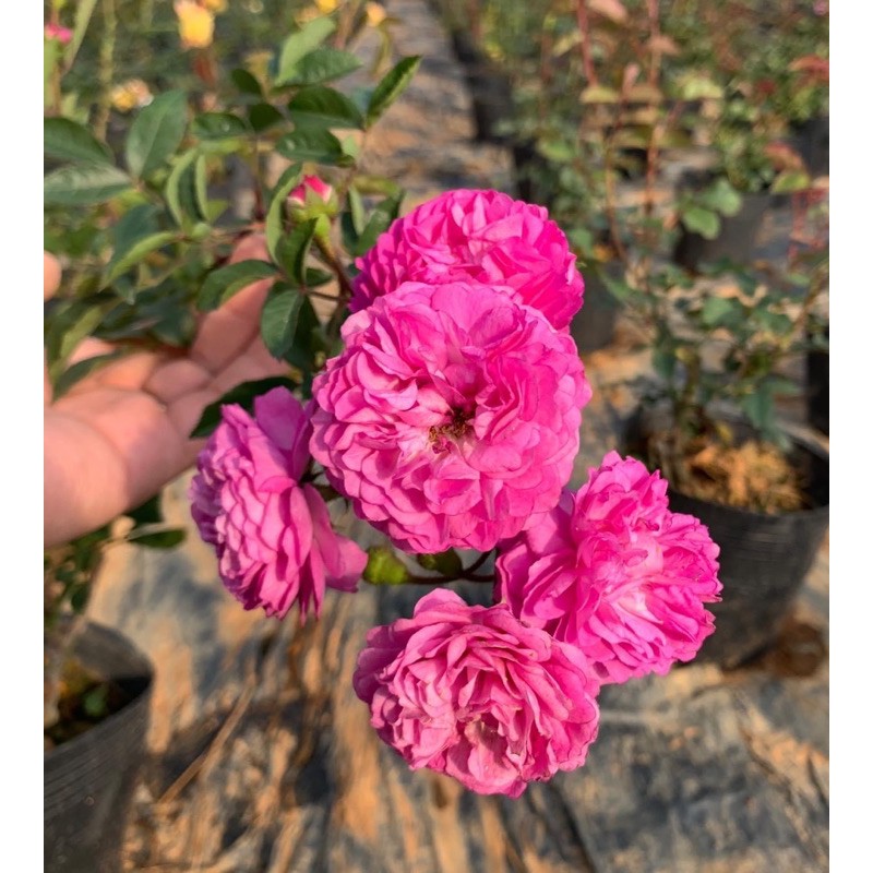 Hoa hồng Vineyard Song - cây nguyên chậu