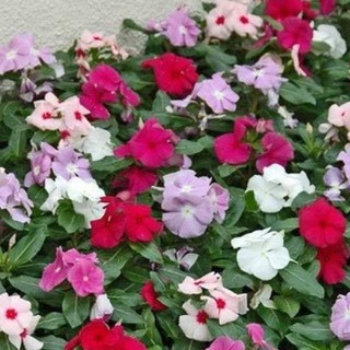 50h Hạt Giống Hoa Dừa Cạn Lùn Mix Màu