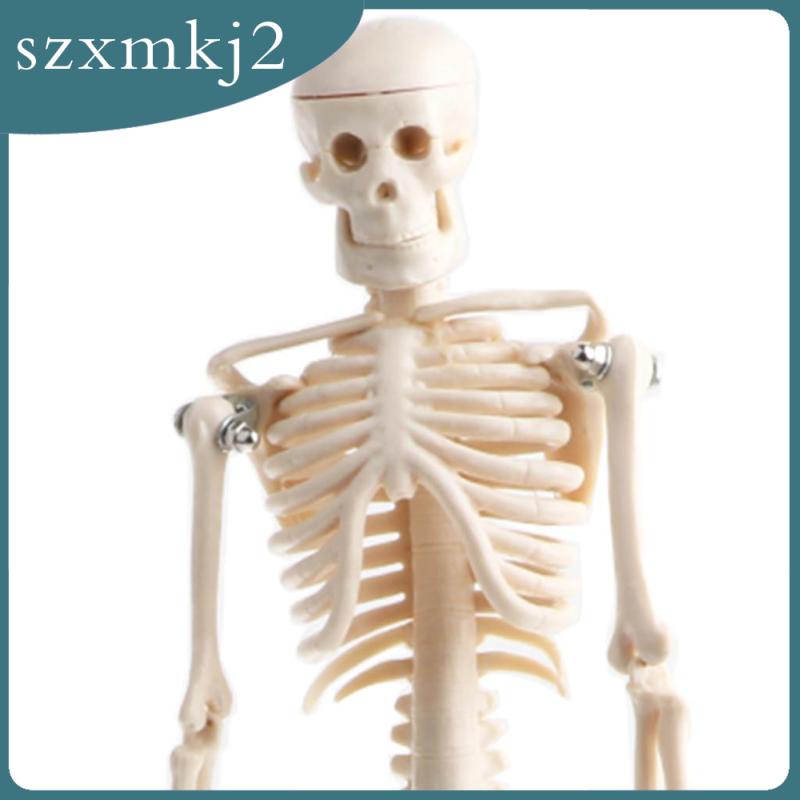 Mô Hình Xương Người Bằng PVC 42cm Zxmkj2