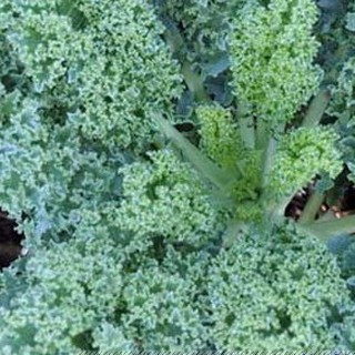 600h Hạt Giống Cải Xoăn Kale Xoăn Lùn Blue