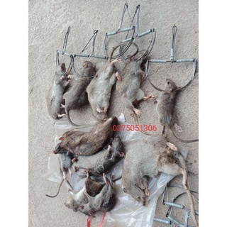 BẪY CHUỘT BÁN NGUYỆT(siêu dính)