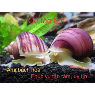 Ốc táo vàng lớn (mua 5 tặng 1, 10 tặng 5)