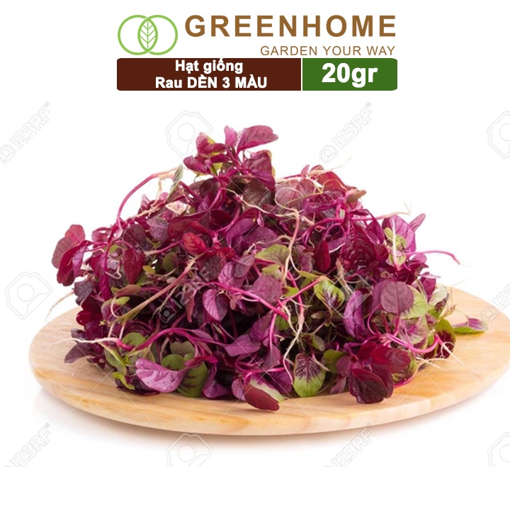 Hạt giống Rau Dền 3 màu, gói 20g , dễ trồng, thu hoạch nhanh R16 |Greenhome