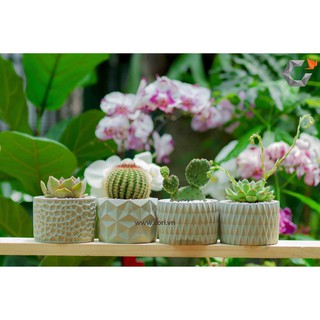 Chậu xi măng mini Cori_Organic (PL1006)