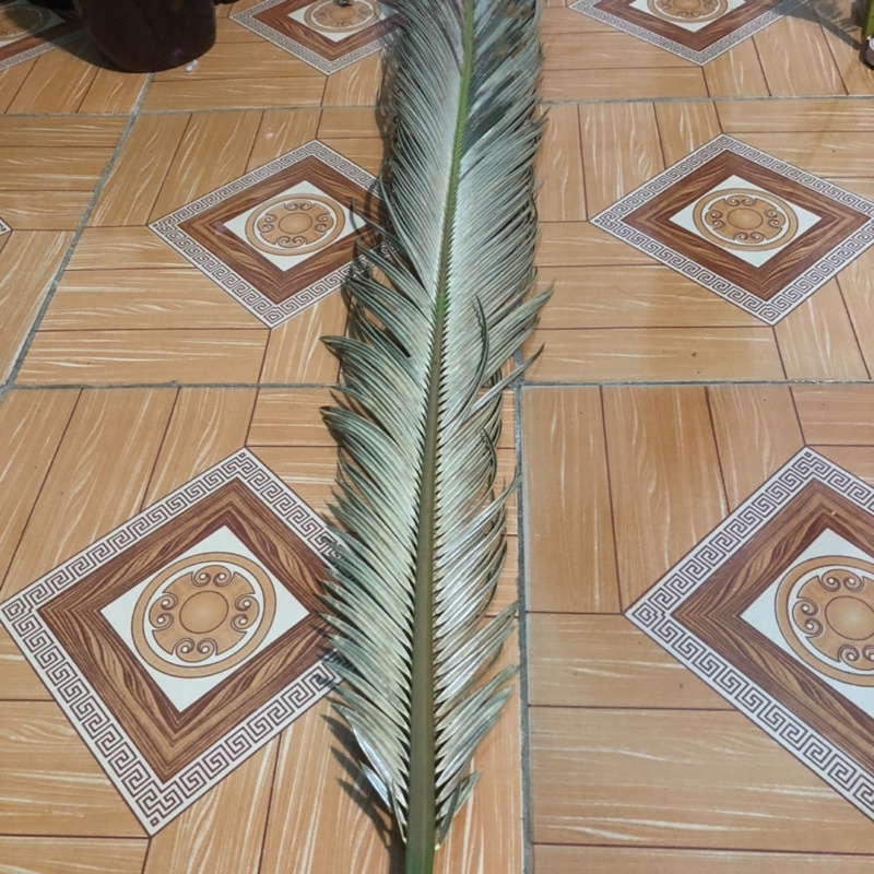 Lá vạn tuế tự nhiên phơi khô cắm hoa,decor trang trí