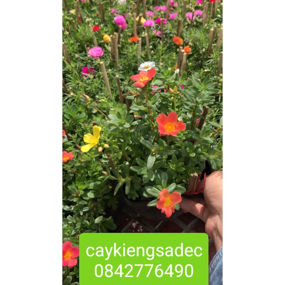 Caykiengsadec- 3 cây 10 giờ sam,10 giờ Mỹ, 10 giờ thường+ tặng phân bón cho cây-hoa lá cây kiểng-