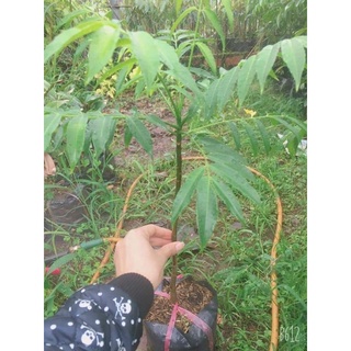 cây giống cóc thái
