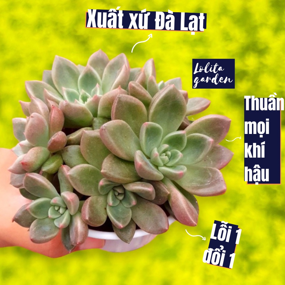 Sen đá aerolite Đà Lạt size trung bình cây cảnh trang trí nhà cửa Lolita garden