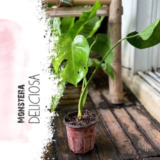 Cây Monstera deliciosa (Cây Quái Vật, Trầu Bà Lá Xẻ) đã có lá thủng lỗ hoặc xẻ chậu nhựa