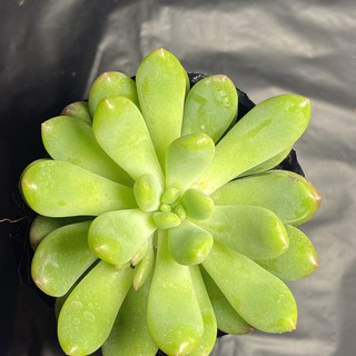 Sen đá thược dược ( size bầu)