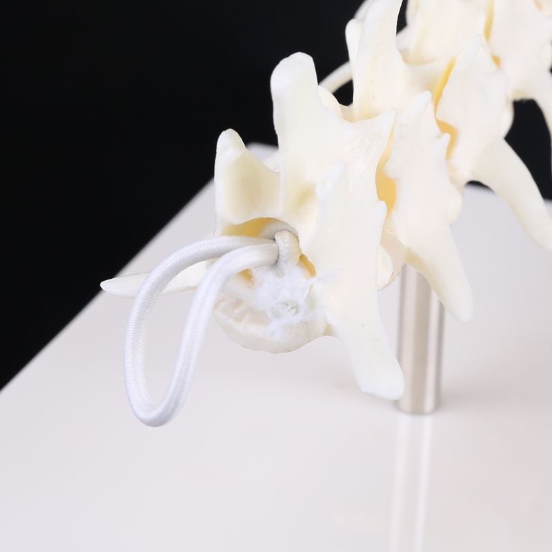 Wer Dog Canine Lumbar Vertebrae Cho Mô Hình Giảng Dạy Giảng Dạy Coccyx