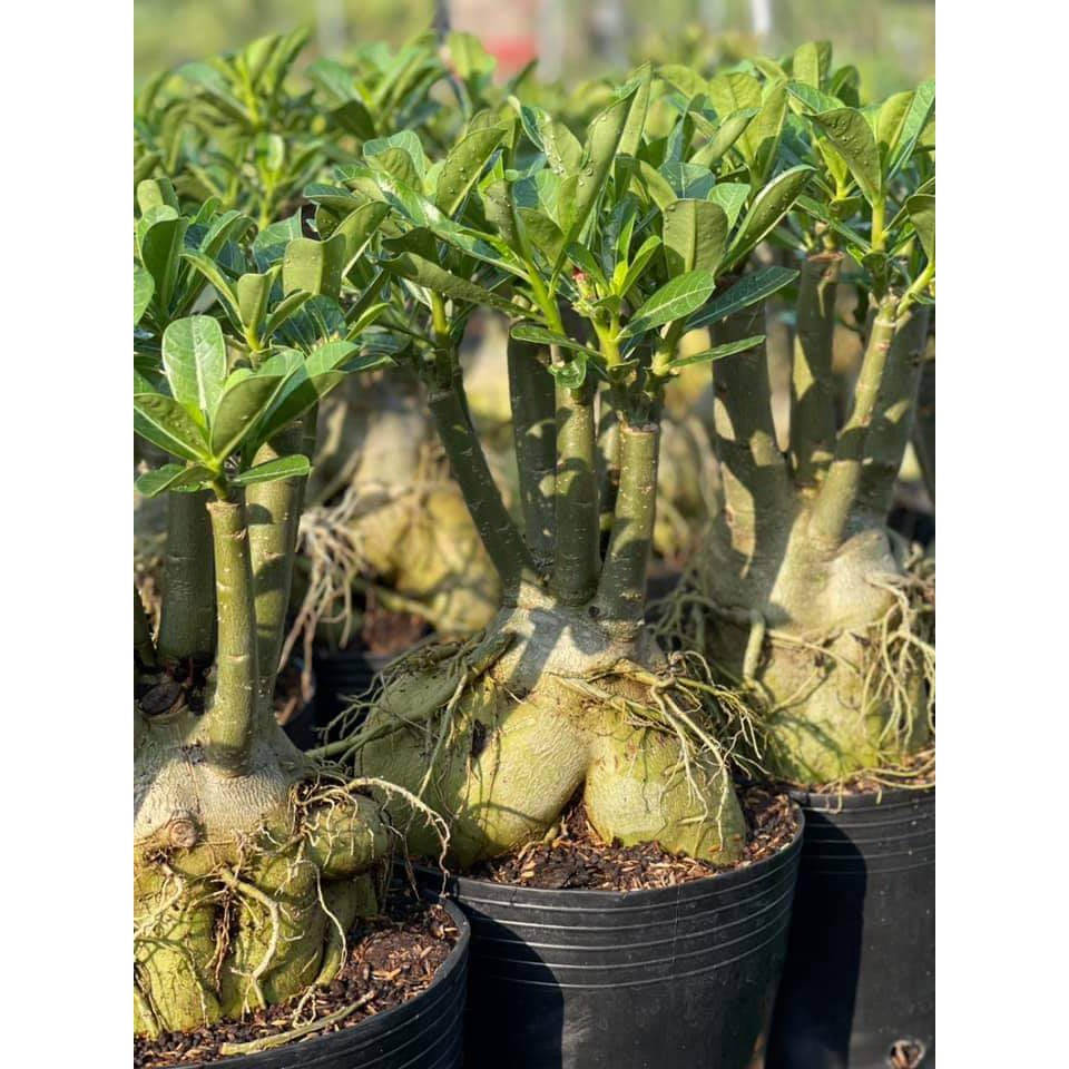 Sứ Thái Chậu C9 Nhỏ 3-4 Cốt, Dáng Đẹp, Cao 20-35cm, Hoa Màu Đỏ Long Thành - Cây Sứ Thái