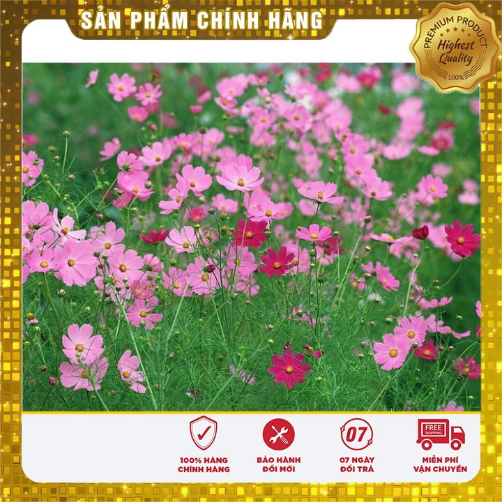 Hạt giống hoa cánh bướm sao nhái mix 50-100 hạt