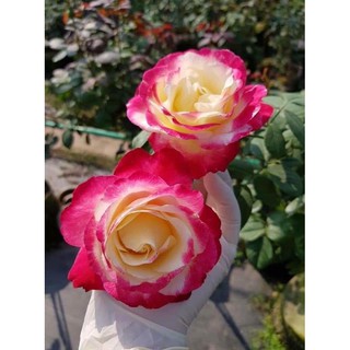 cây hoa Hồng  Double Delight rose