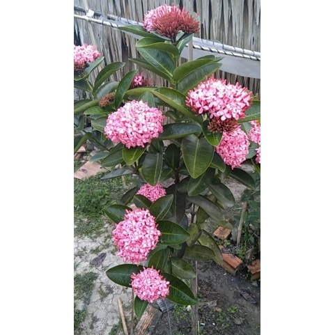 mẫu đơn bông trang tím sen vĩnh châu loại hoa thơm -thích hợp văn phòng, nhà ở, sân vườn -bscc