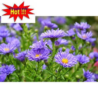 🌟Hạt Giống Hoa Thạch Thảo MiX🌟 Siêu Đẹp Loài Hoa Tượng Trưng Cho Tình Yêu TẶNG KÍCH MẦM