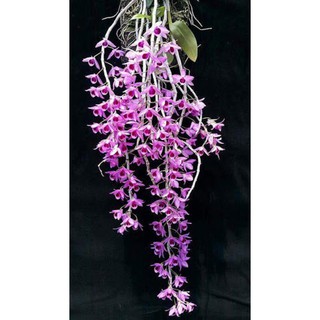 phi điệp(giả hạc) tím hàng gieo hạt