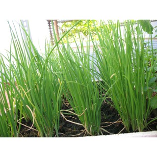 Hạt giống hành -  Rau củ quả trồng tại vườn, sân thượng, nông trang, ban công