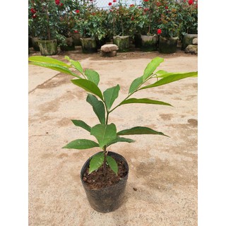 Cây giống hoa dẻ, hoa móng rồng