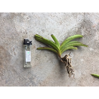 lan hải yến rừng cây nhỡ 15k