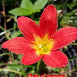 1 củ hoa huệ mưa đỏ (pos)