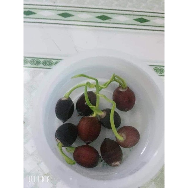 1Kg Hạt giống hoa sen bách diệp đen khô tỷ lệ nảy mầm 95%