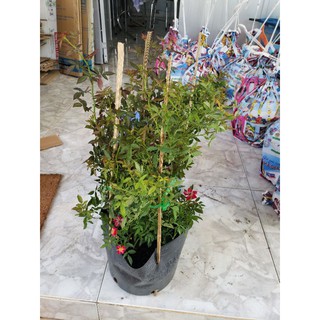 Hồng ngoại Kazahanabi