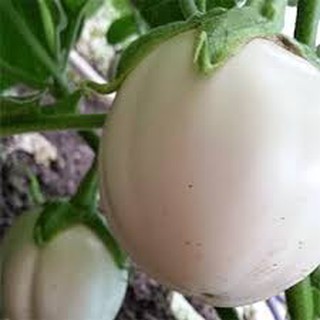 Hạt giống cà đĩa trắng (2g)