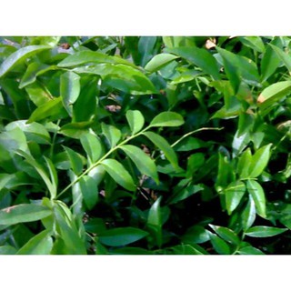 Cây giống mắc mật