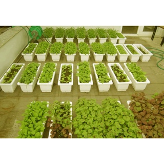 com bo 10 chậu trồng rau
