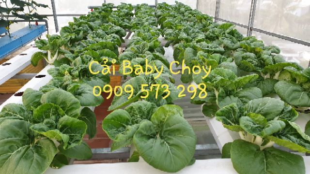 Túi 1gr (~200 hạt) hạt giống cải thìa Baby Choi Mỹ to đẹp trắng xinh và ăn rất ngon