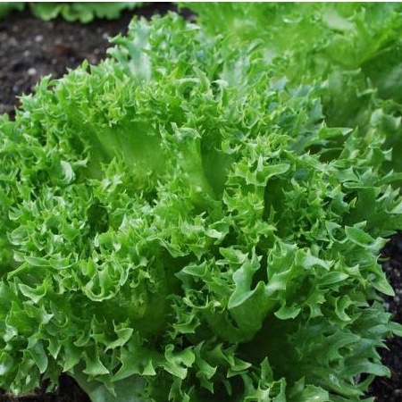 500 HẠT GIỐNG XÀ LÁCH THỦY TINH FRILL THÁI LAN