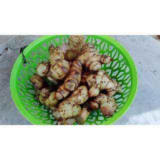 conbo 5 gốc cây dong riềng ( củ chuối, môn chuối)