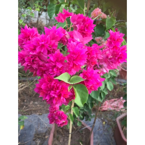 Combo 3 màu hoa giấy