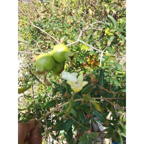 Cây lựu Bạch  Lớn đang  trái
