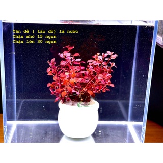 Cây Tân đế tài hồng lá nước