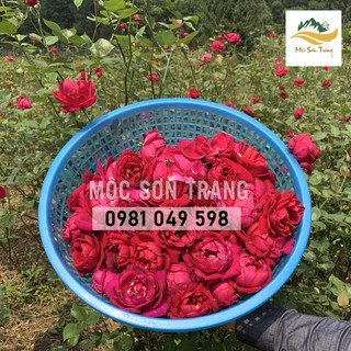 Tinh chất hồng 100ml - Mộc Sơn Trang