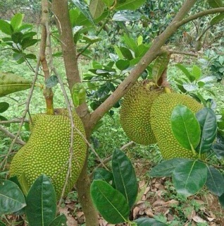 ( SP HOT) Cây Giống Mít Thái Siêu Sớm