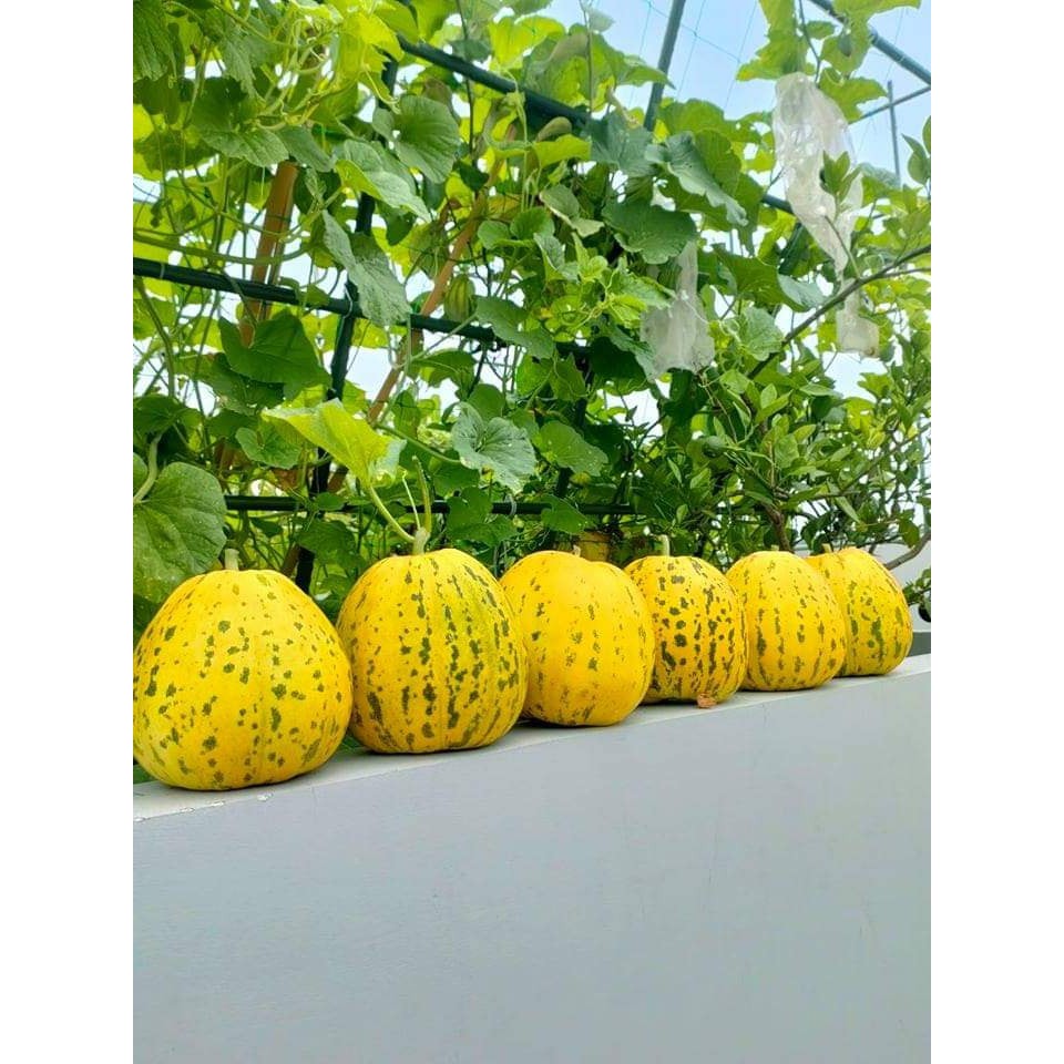 Dưa Lê Tiger Siêu Ngọt