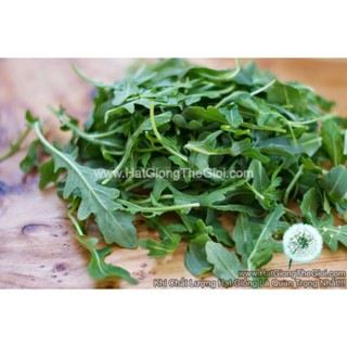 100GR 40K.HẠT Hạt Giống Arugula Rocket Lá Chẻ Pro (| C19*W50)