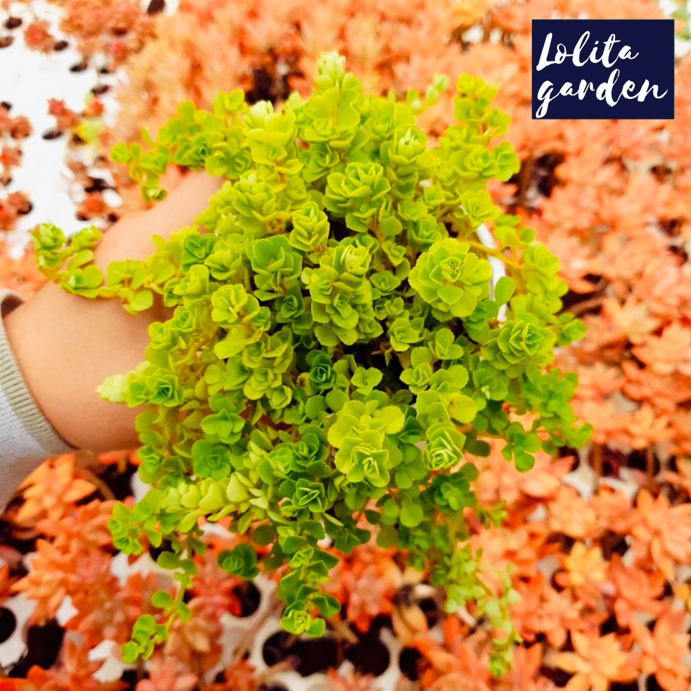 Cỏ sedum lục hà Đà Lạt size trung bình cây cảnh trang trí nhà cửa Lolita garden