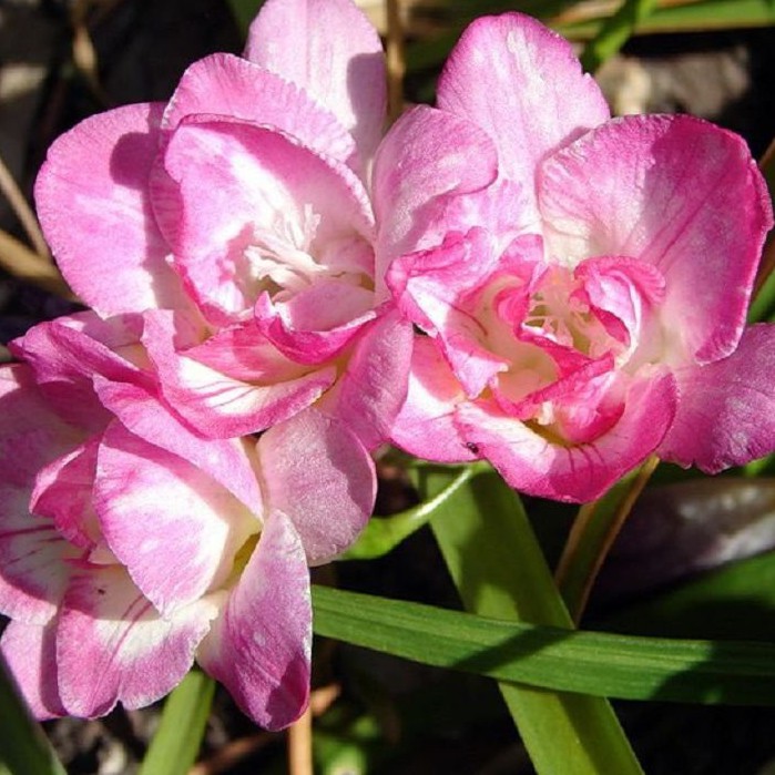 Củ hoa lan nam phi hoa màu hồng - tặng kèm viên nén ươm hạt