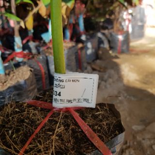 Cây bơ 034, trái dài