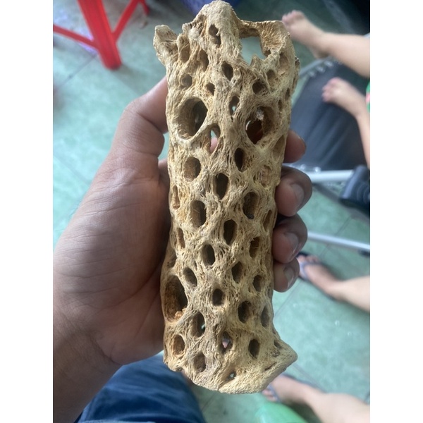 Lũa cholla teddy bear khổng lồ