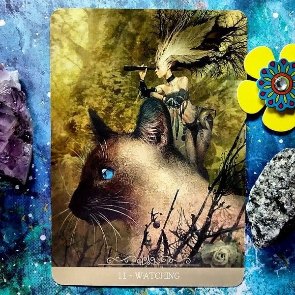Bộ Bài Barbieri Fantasy Cats Oracle (Mystic House Tarot Shop) - Bài Gốc Authentic Chính Hãng 100%